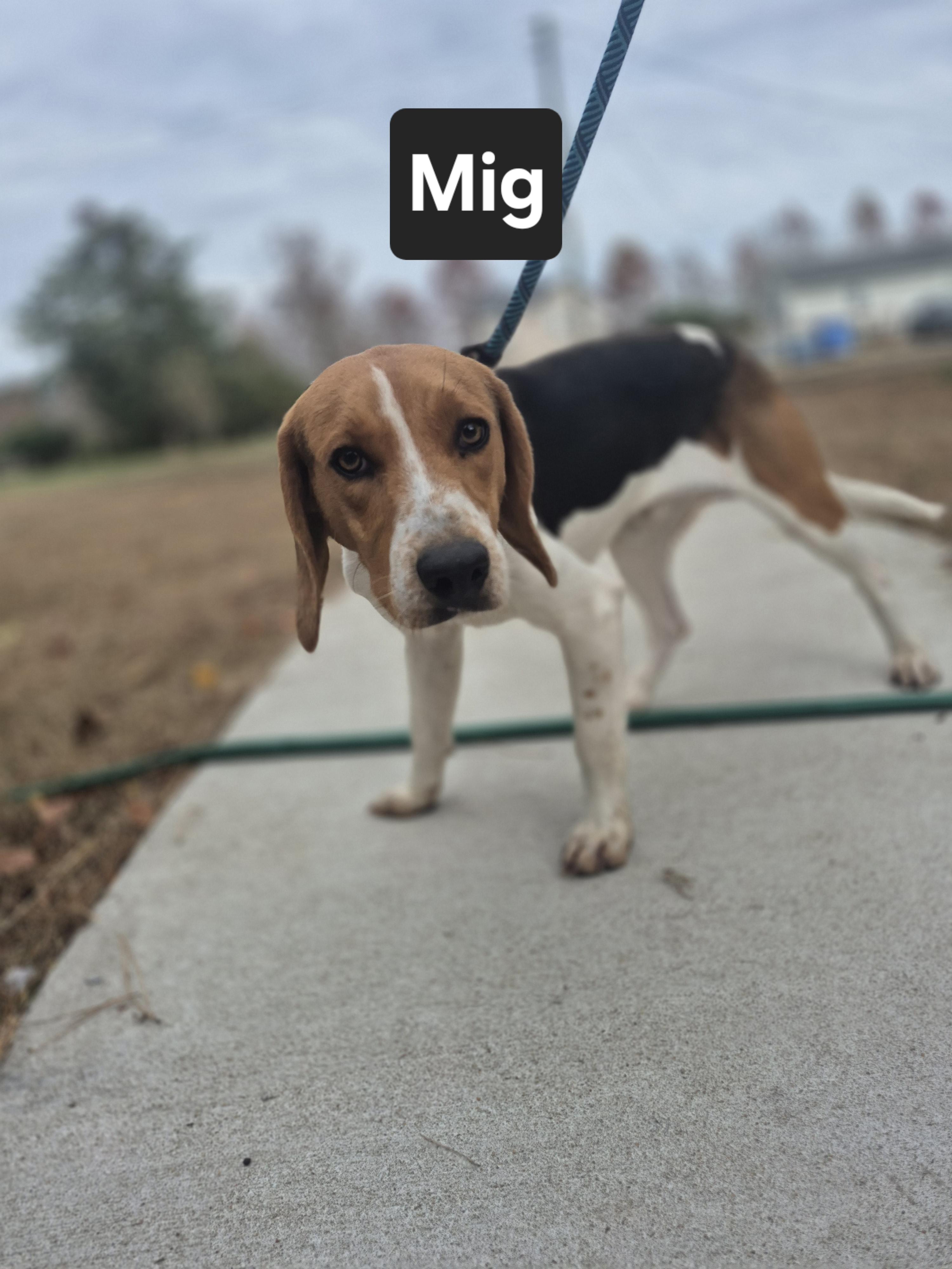 Mig, a Adoptable mixed breed in Chesapeake, VA image 1/2