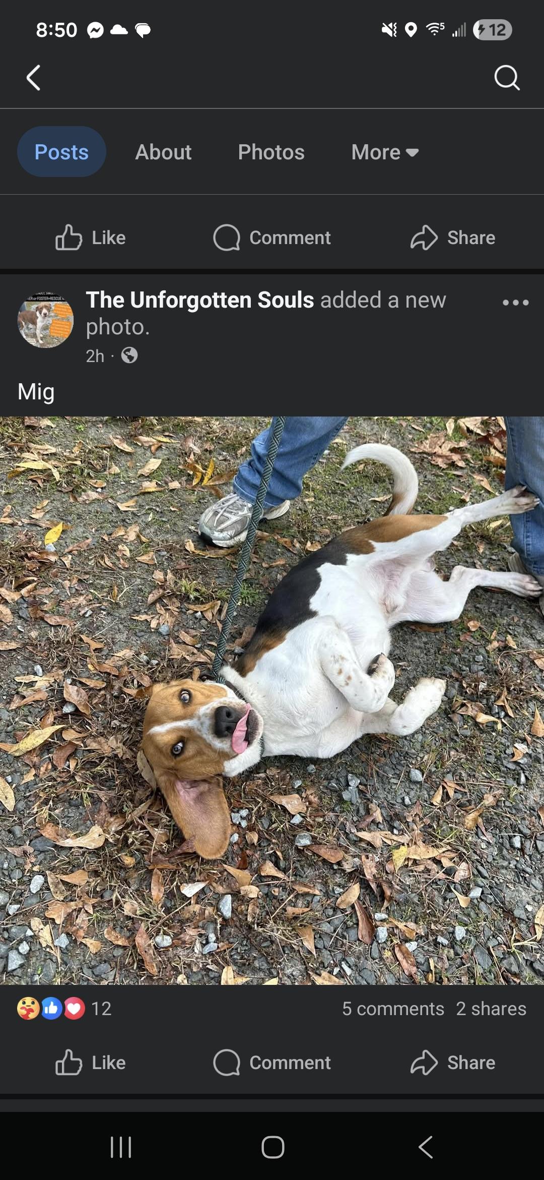 Mig, a Adoptable mixed breed in Chesapeake, VA image 2/2