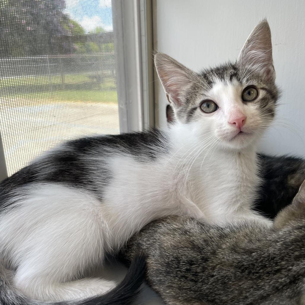 Zapp's, a Adoptable Domestic Short Hair in Carencro, LA image 1/2