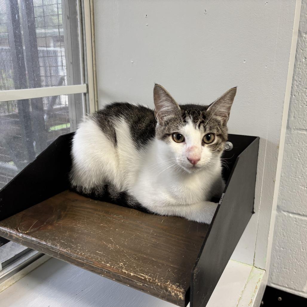 Enlarge Zapp's, a Adoptable Domestic Short Hair in Carencro, LA image 2/5