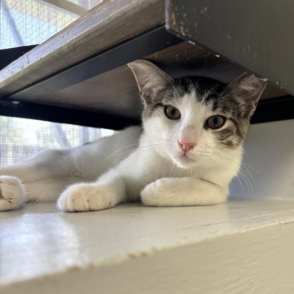 Enlarge Zapp's, a Adoptable Domestic Short Hair in Carencro, LA image 3/5