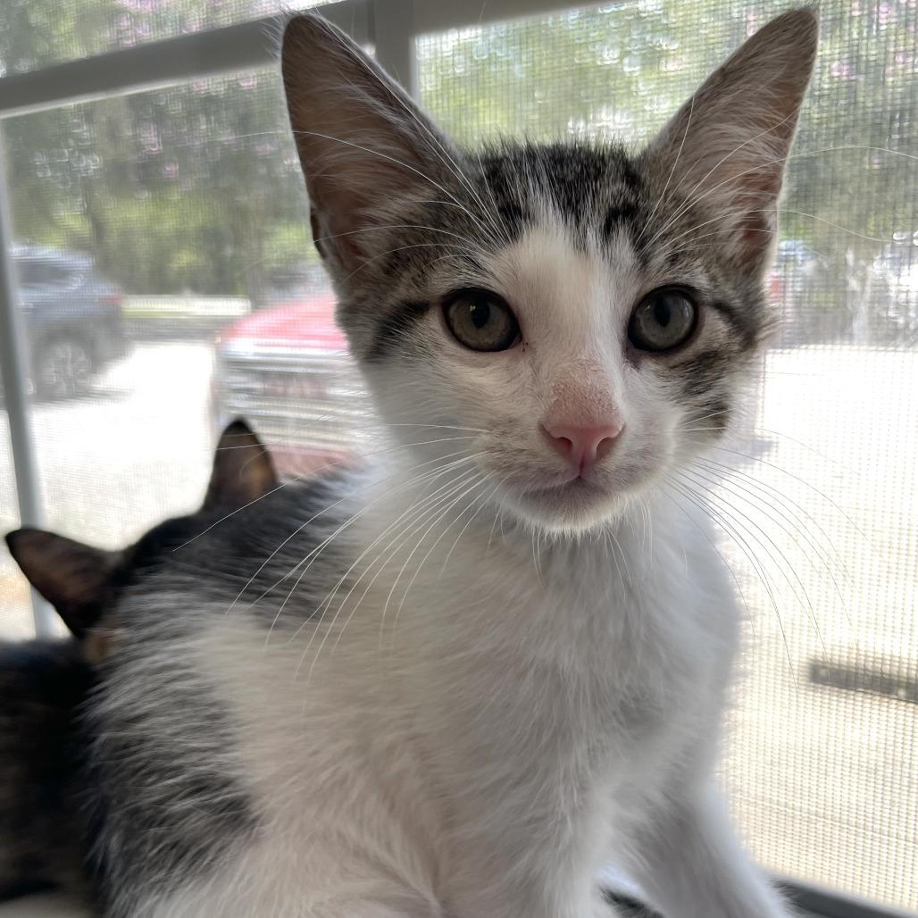 Zapp's, a Adoptable Domestic Short Hair in Carencro, LA image 2/2