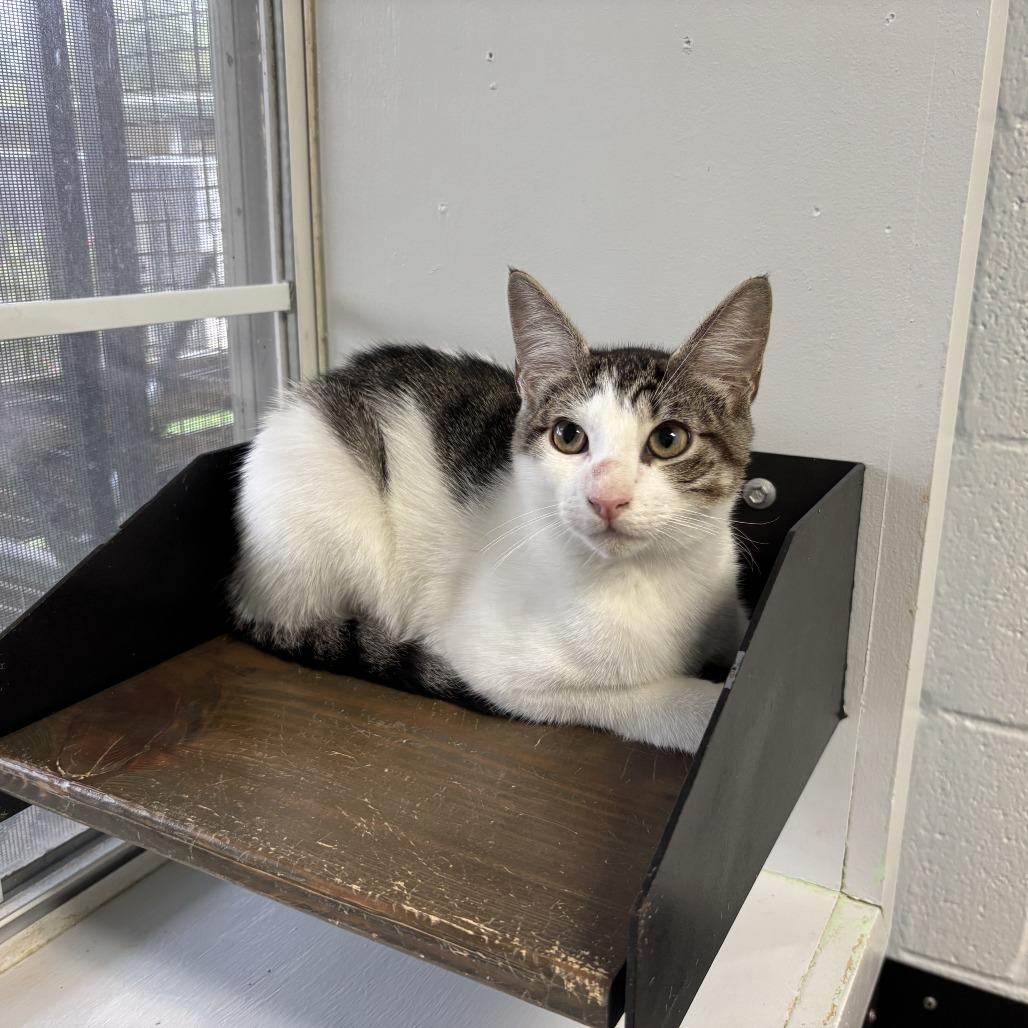 Enlarge Zapp's, a Adoptable Domestic Short Hair in Carencro, LA image 4/5