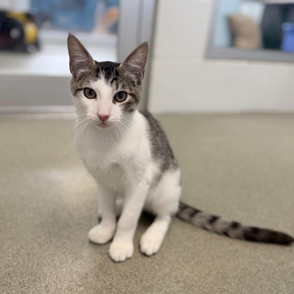 Enlarge Zapp's, a Adoptable Domestic Short Hair in Carencro, LA image 5/5