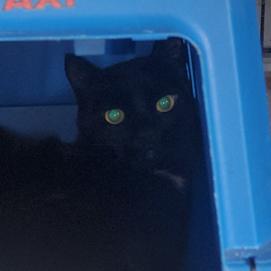 Chip, Adoptable, Adult Male Domestic Short Hair.