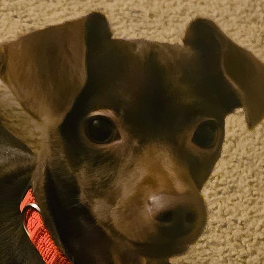 Andy, a Adoptable mixed breed in Phoenix, AZ image 1/6