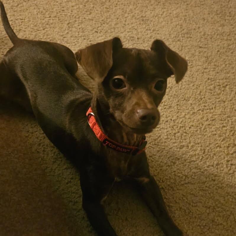 Andy, a Adoptable mixed breed in Phoenix, AZ image 4/6