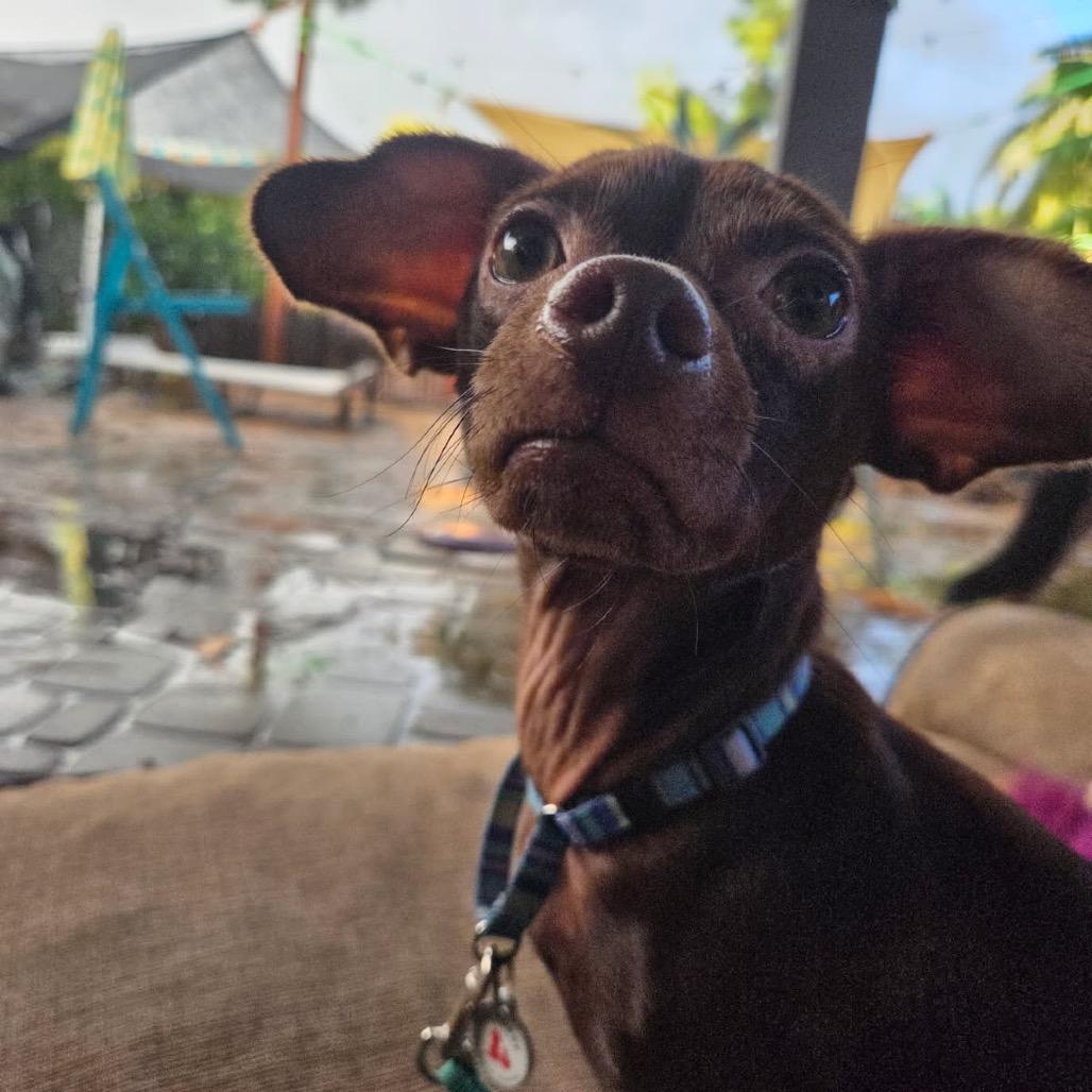 Andy, a Adoptable mixed breed in Phoenix, AZ image 6/6