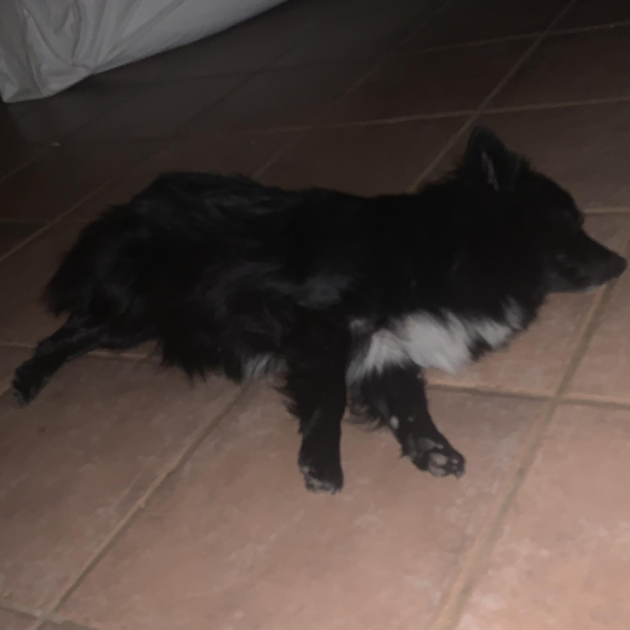 Enlarge Riot, a Adopted Pomeranian in West Hollywood, CA image 1/6