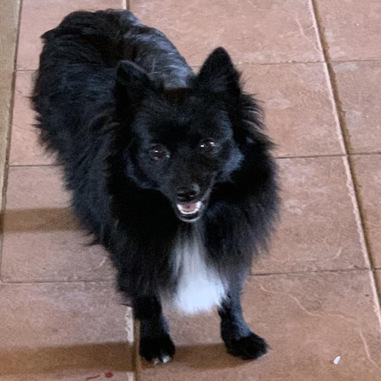 Enlarge Riot, a Adopted Pomeranian in West Hollywood, CA image 2/6