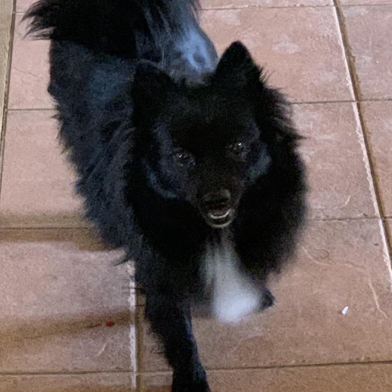 Enlarge Riot, a Adopted Pomeranian in West Hollywood, CA image 3/6