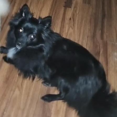 Enlarge Riot, a Adopted Pomeranian in West Hollywood, CA image 5/6