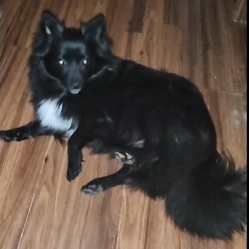 Enlarge Riot, a Adopted Pomeranian in West Hollywood, CA image 6/6