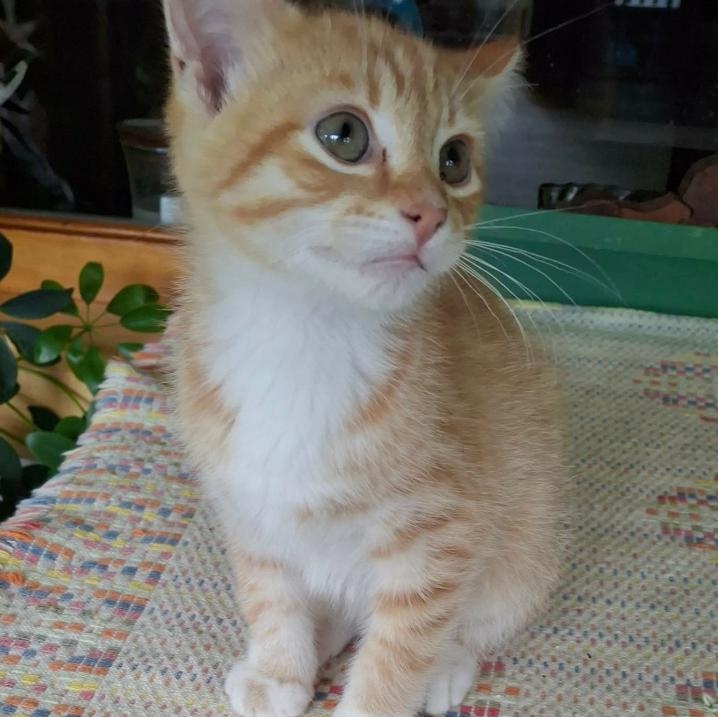 COPPER, ADOPTABLE, Young Male Domestic Short Hair.