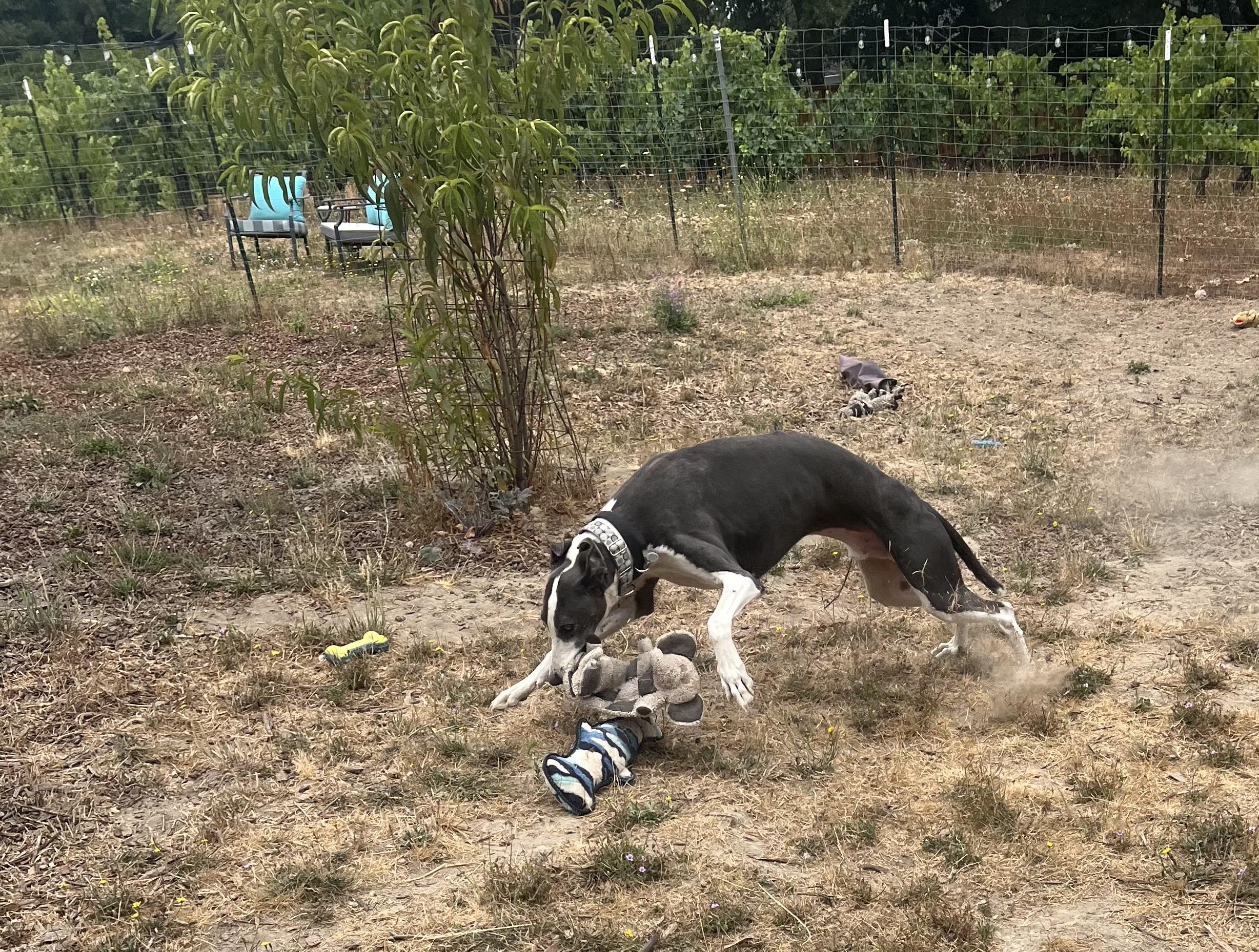 Takoda, an adoptable Greyhound, Lurcher in Santa Rosa, CA, 95403 | Photo Image 3