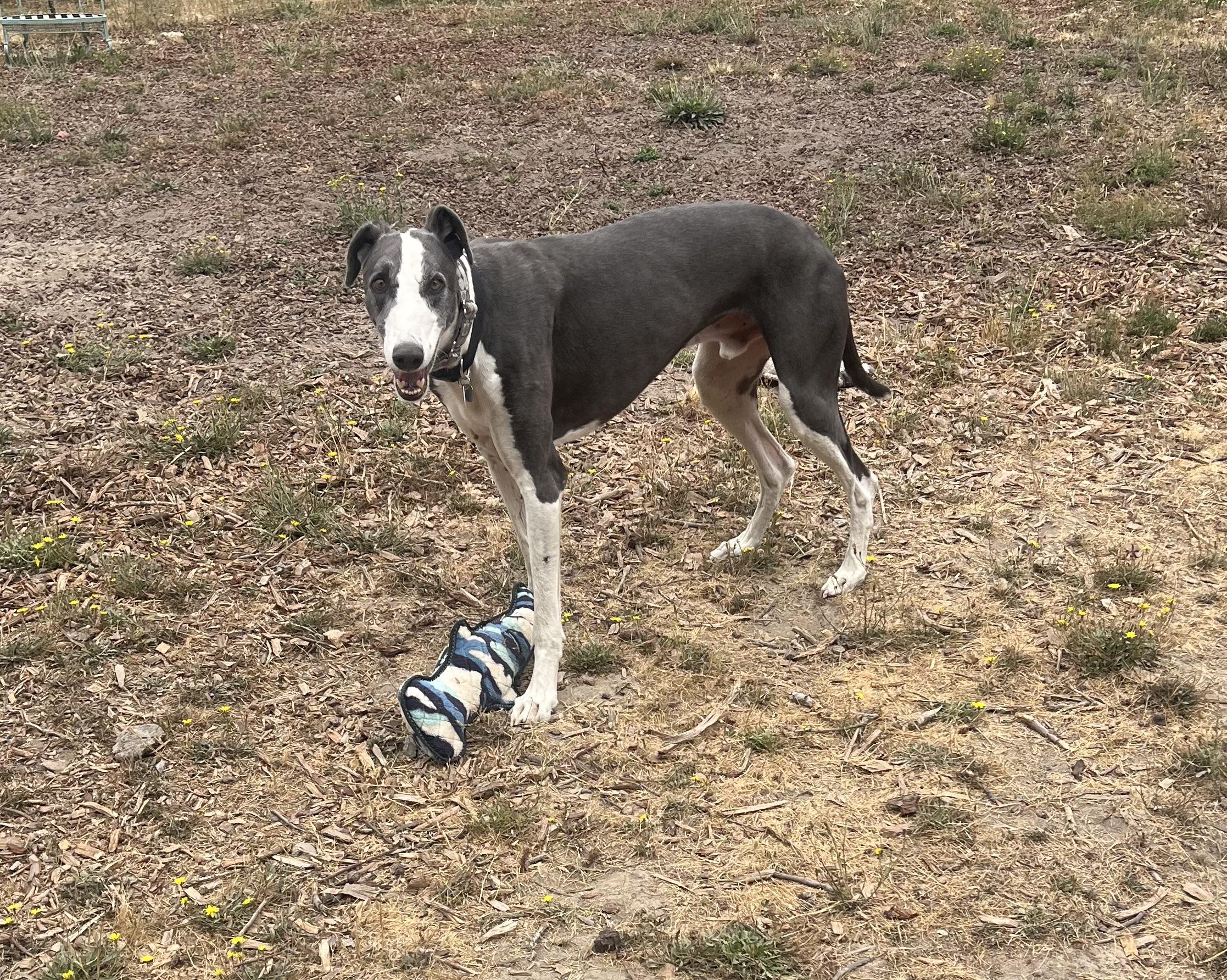 Takoda, an adoptable Greyhound, Lurcher in Santa Rosa, CA, 95403 | Photo Image 1