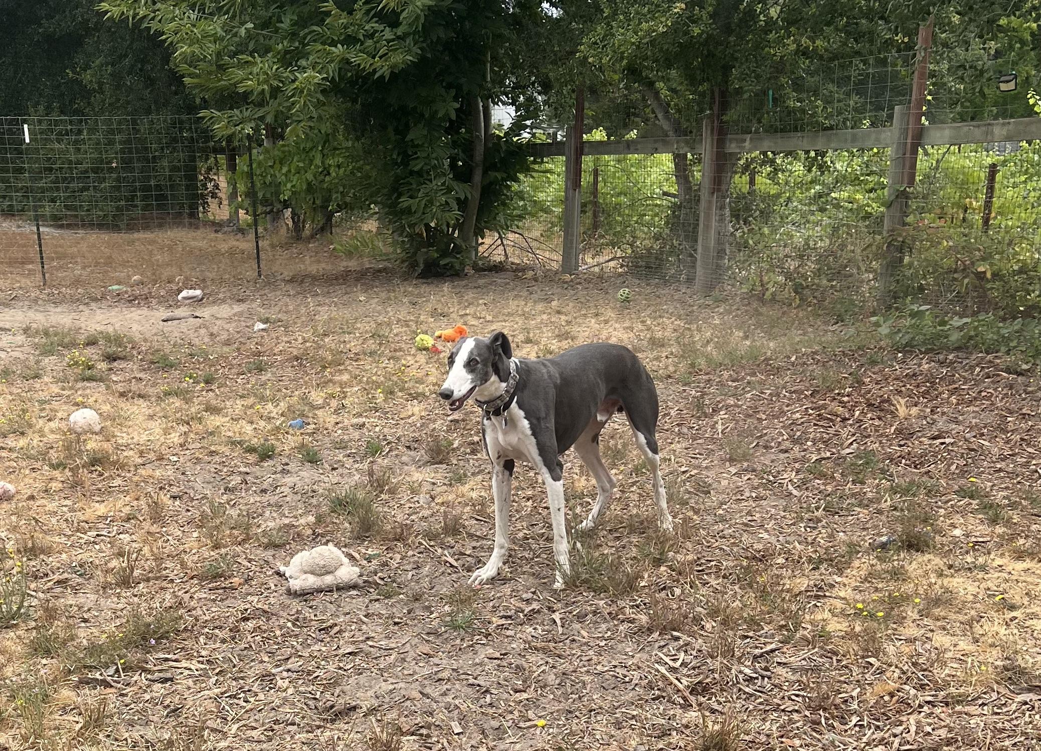 Takoda, an adoptable Greyhound, Lurcher in Santa Rosa, CA, 95403 | Photo Image 2