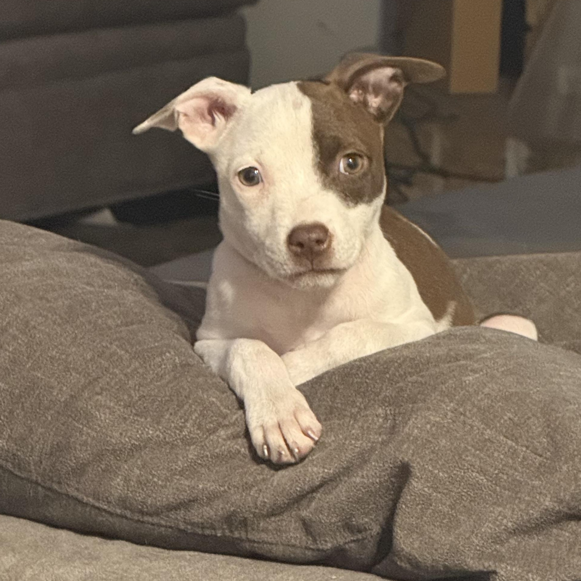 Penne, Adoptable, Puppy Female American Staffordshire Terrier & Pit Bull Terrier.