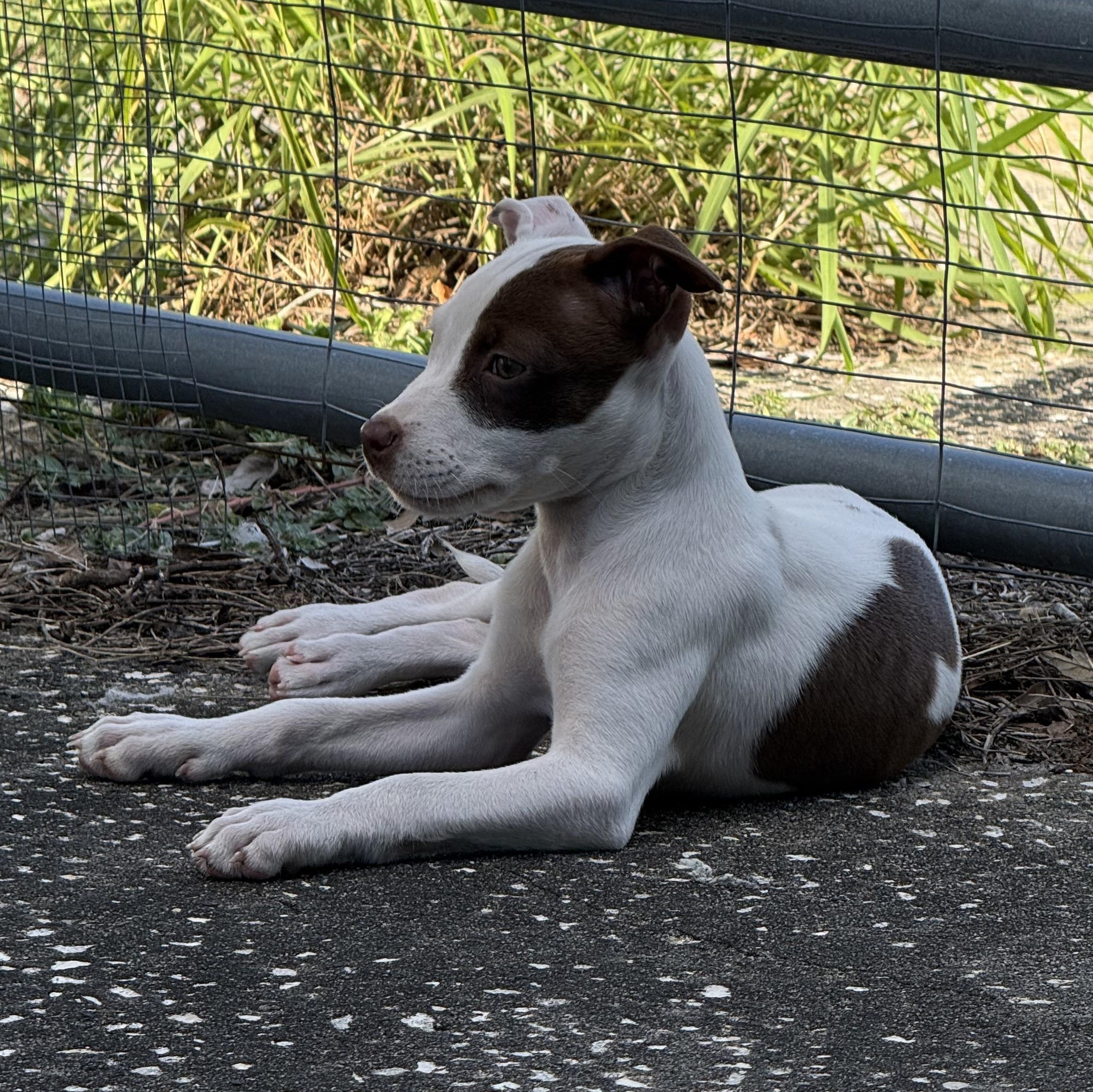 Penne, a Adoptable mixed breed in Deltona, FL image 4/4