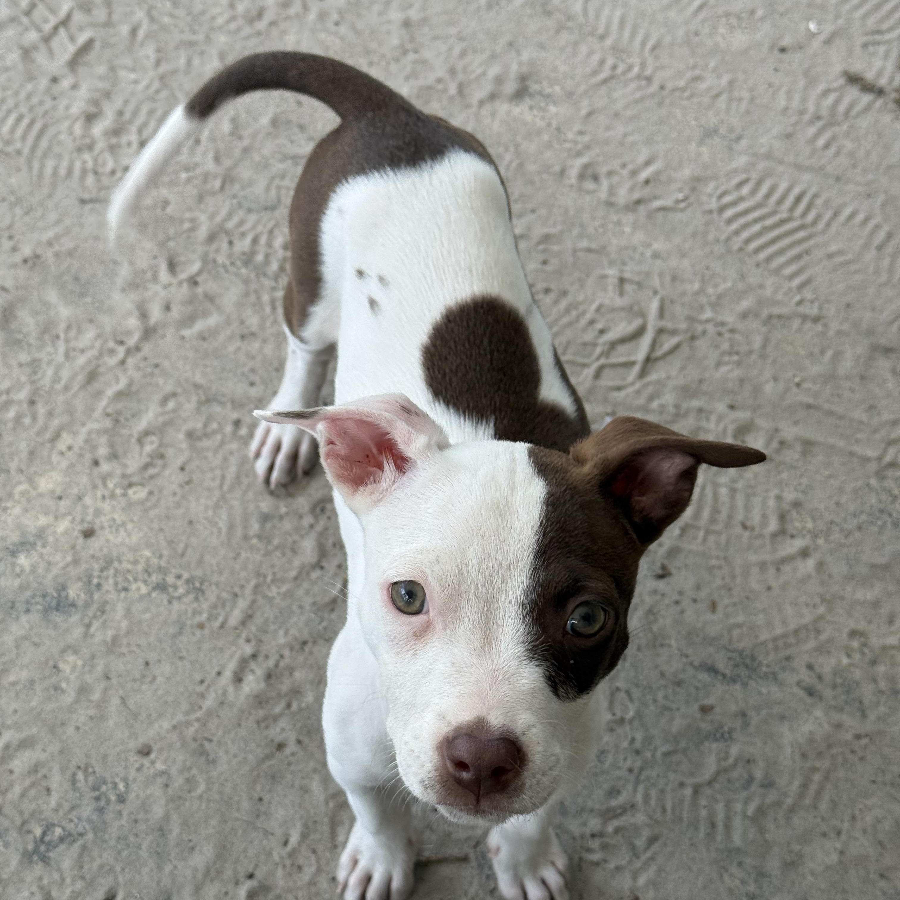 Penne, a Adoptable mixed breed in Deltona, FL image 2/4