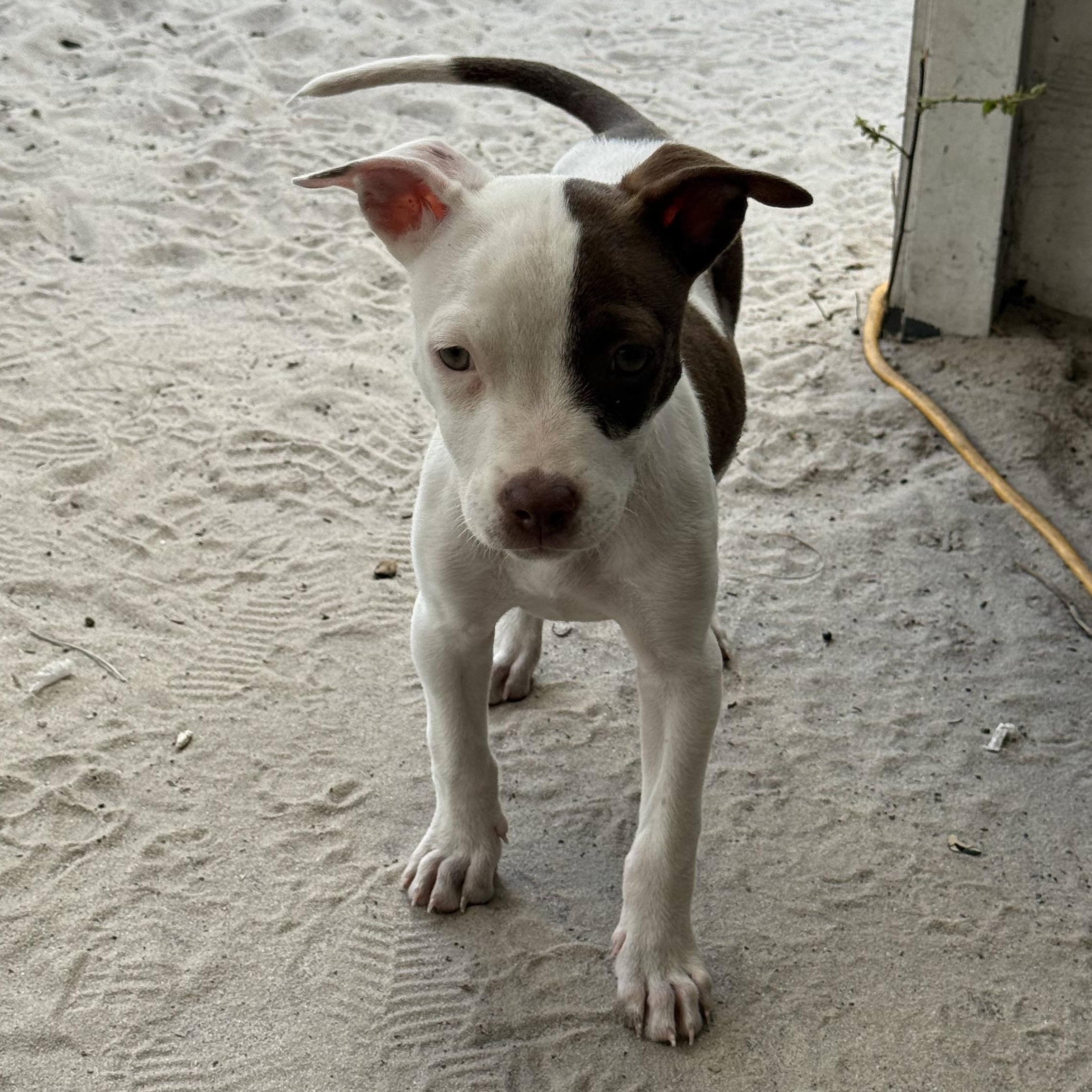 Penne, a Adoptable mixed breed in Deltona, FL image 3/4
