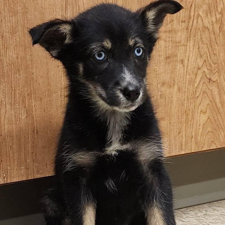 Enlarge Reecie, an adopted mixed breed in Danville, VA image 1/1