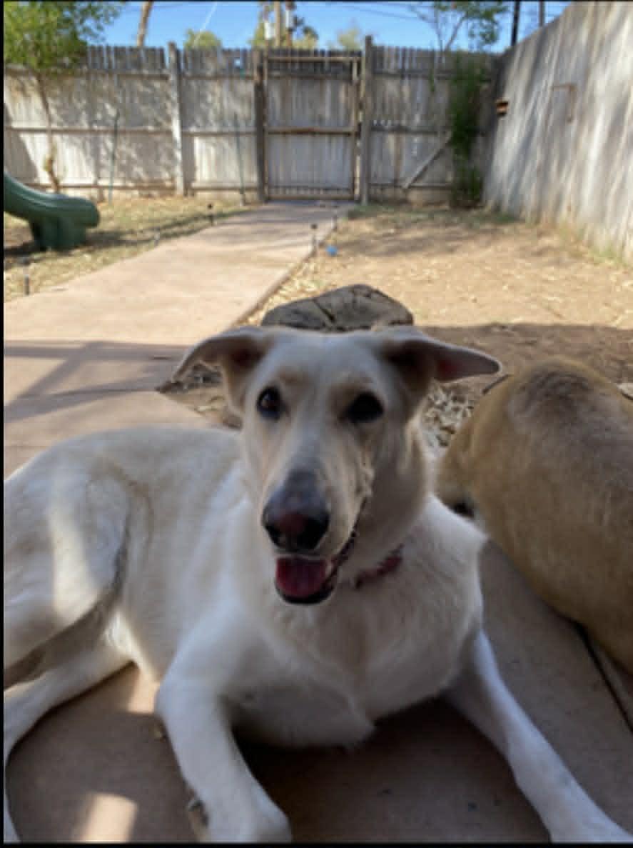 Enlarge Countesy Post for Nina, a ADOPTABLE German Shepherd Dog in Glendale, AZ image 3/5