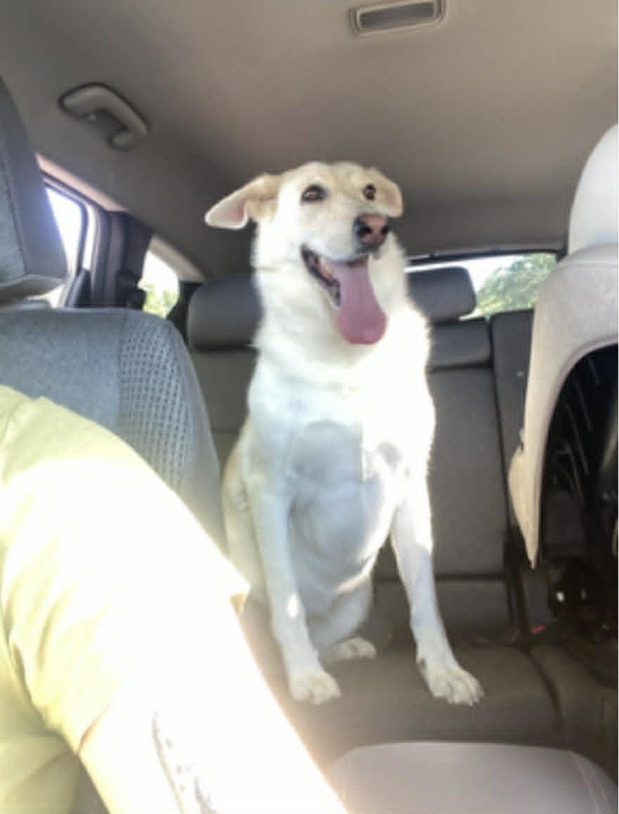 Enlarge Countesy Post for Nina, a ADOPTABLE German Shepherd Dog in Glendale, AZ image 5/5