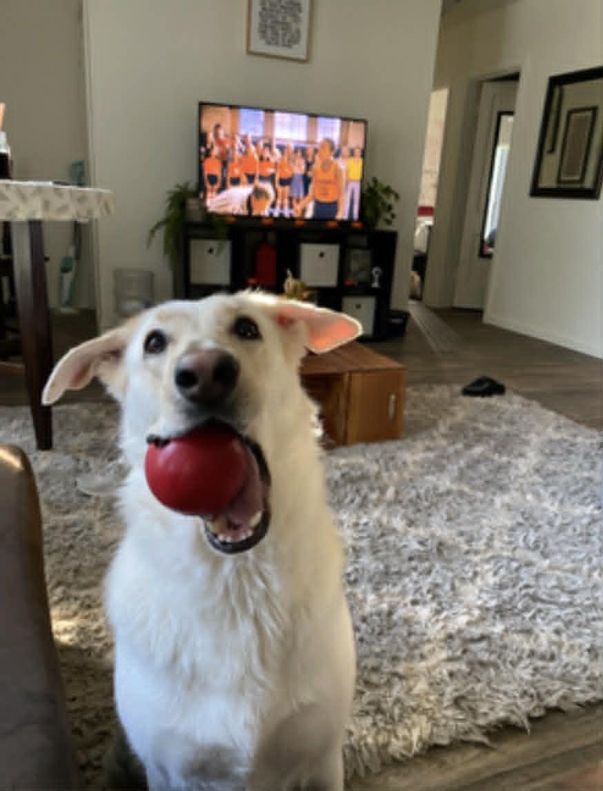Enlarge Countesy Post for Nina, a ADOPTABLE German Shepherd Dog in Glendale, AZ image 2/5