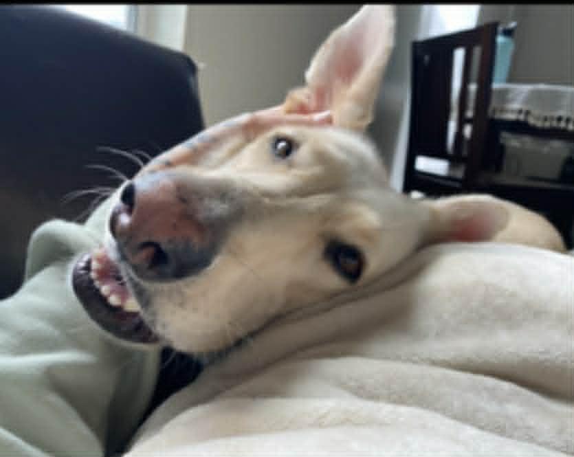 Enlarge Countesy Post for Nina, a ADOPTABLE German Shepherd Dog in Glendale, AZ image 4/5
