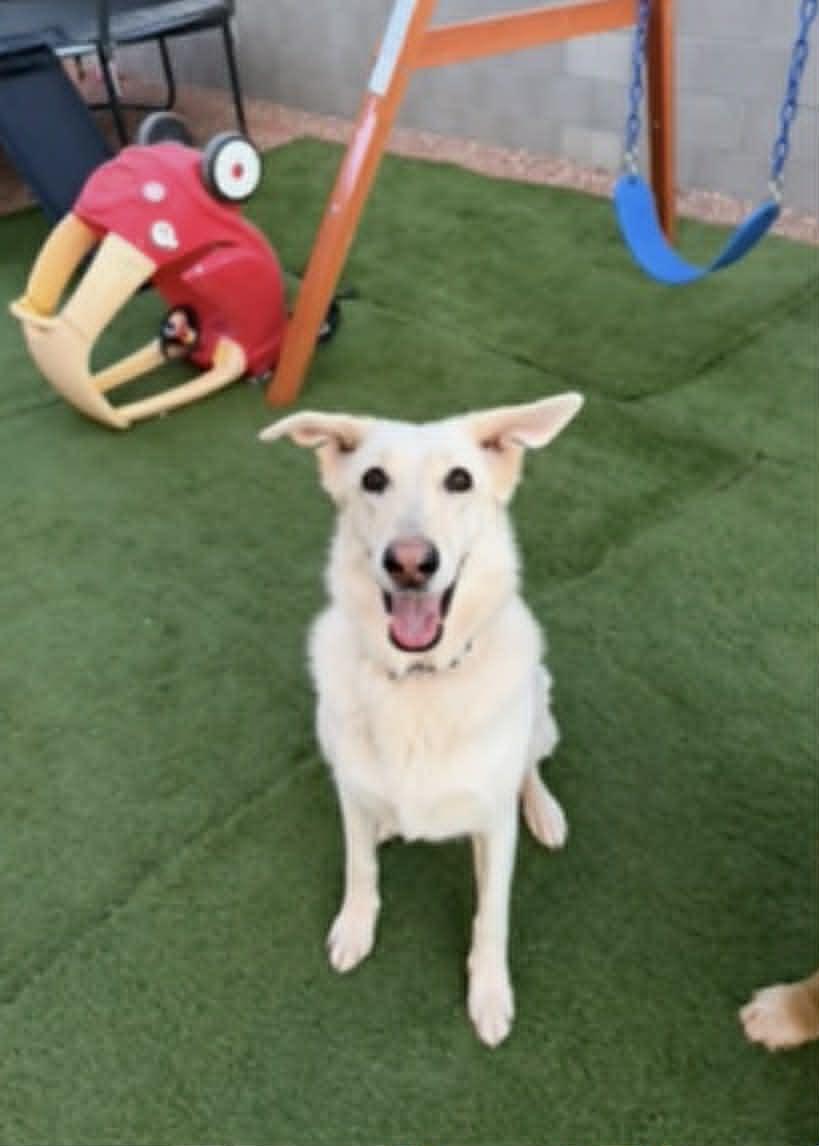 Enlarge Countesy Post for Nina, a ADOPTABLE German Shepherd Dog in Glendale, AZ image 1/5
