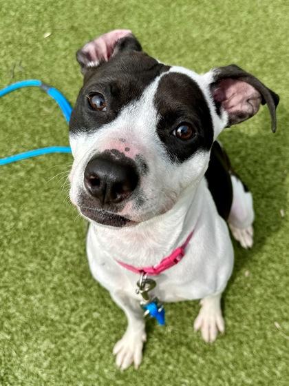 Torie, a Adoptable mixed breed in Wichita, KS image 1/3
