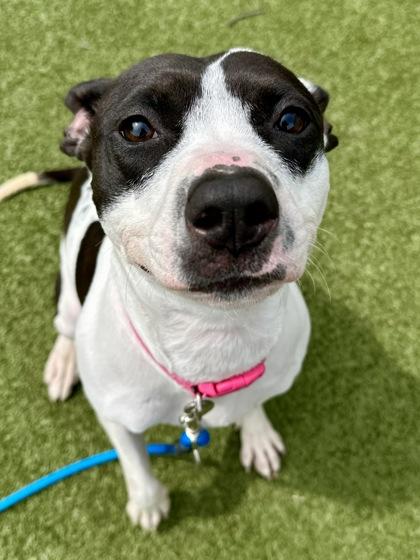 Torie, a Adoptable mixed breed in Wichita, KS image 3/3