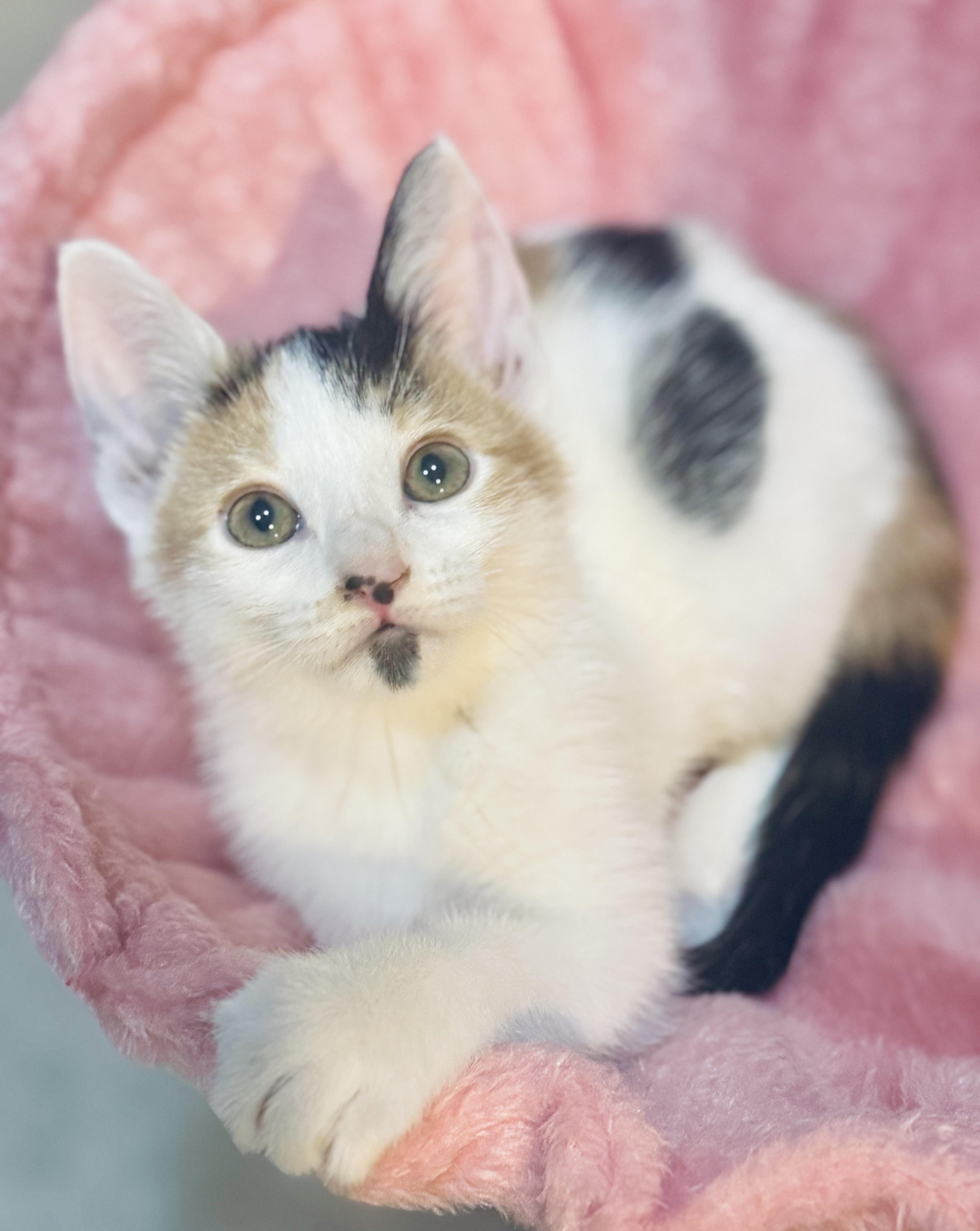 Mossy, adoptable, Kitten Female Calico & Domestic Short Hair.