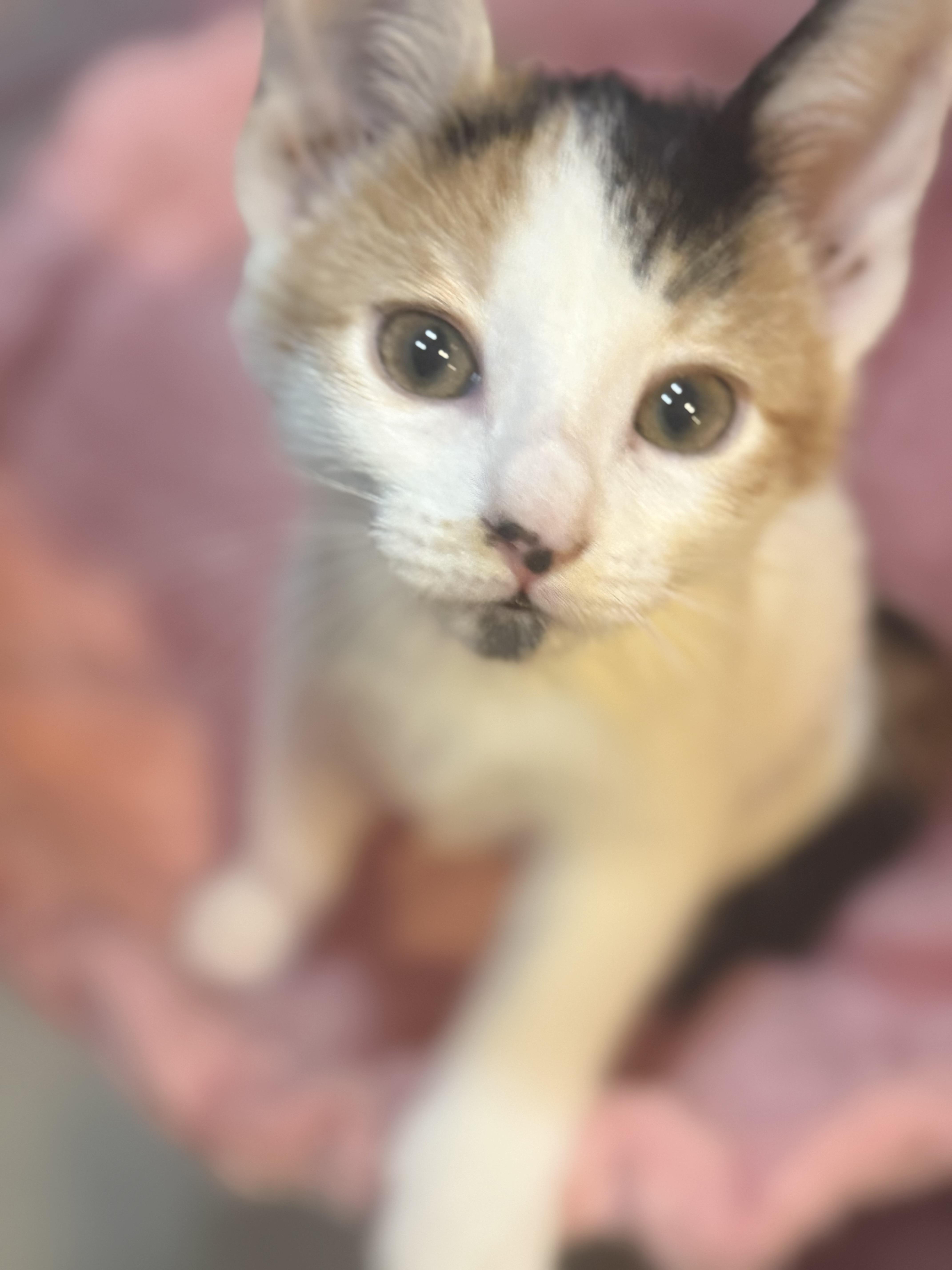 Mossy, adoptable, Kitten Female Calico & Domestic Short Hair.