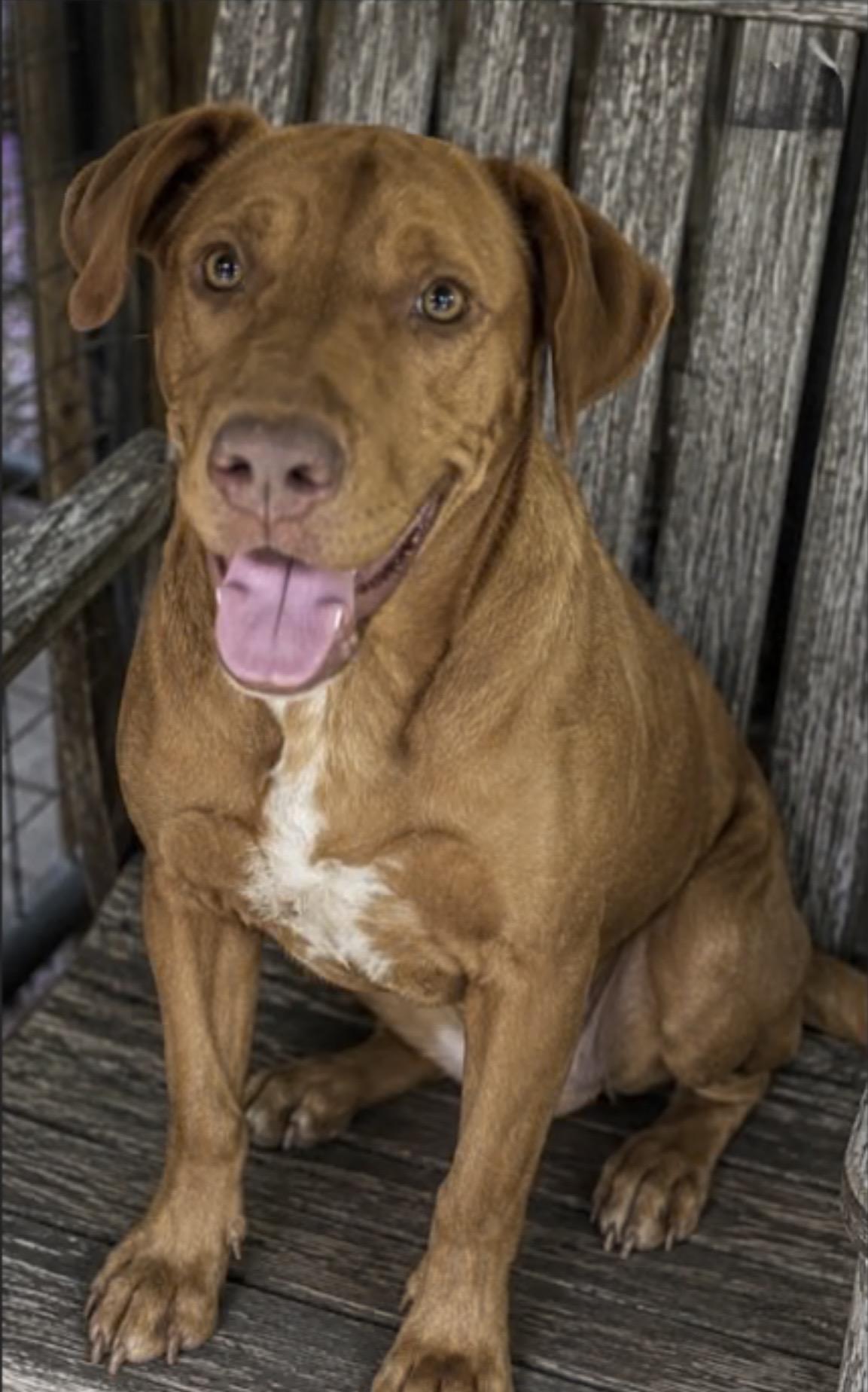 Enlarge Zip, a Adoptable mixed breed in Watertown, CT image 2/4