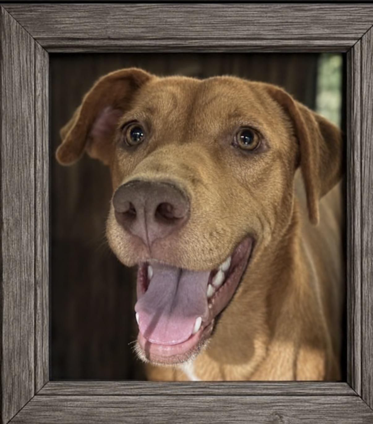 Enlarge Zip, a Adoptable mixed breed in Watertown, CT image 4/4
