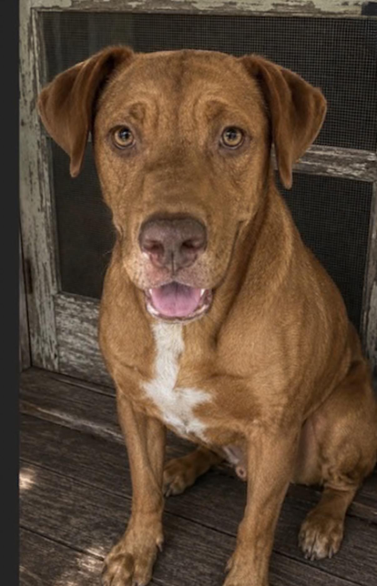 Enlarge Zip, a Adoptable mixed breed in Watertown, CT image 3/4