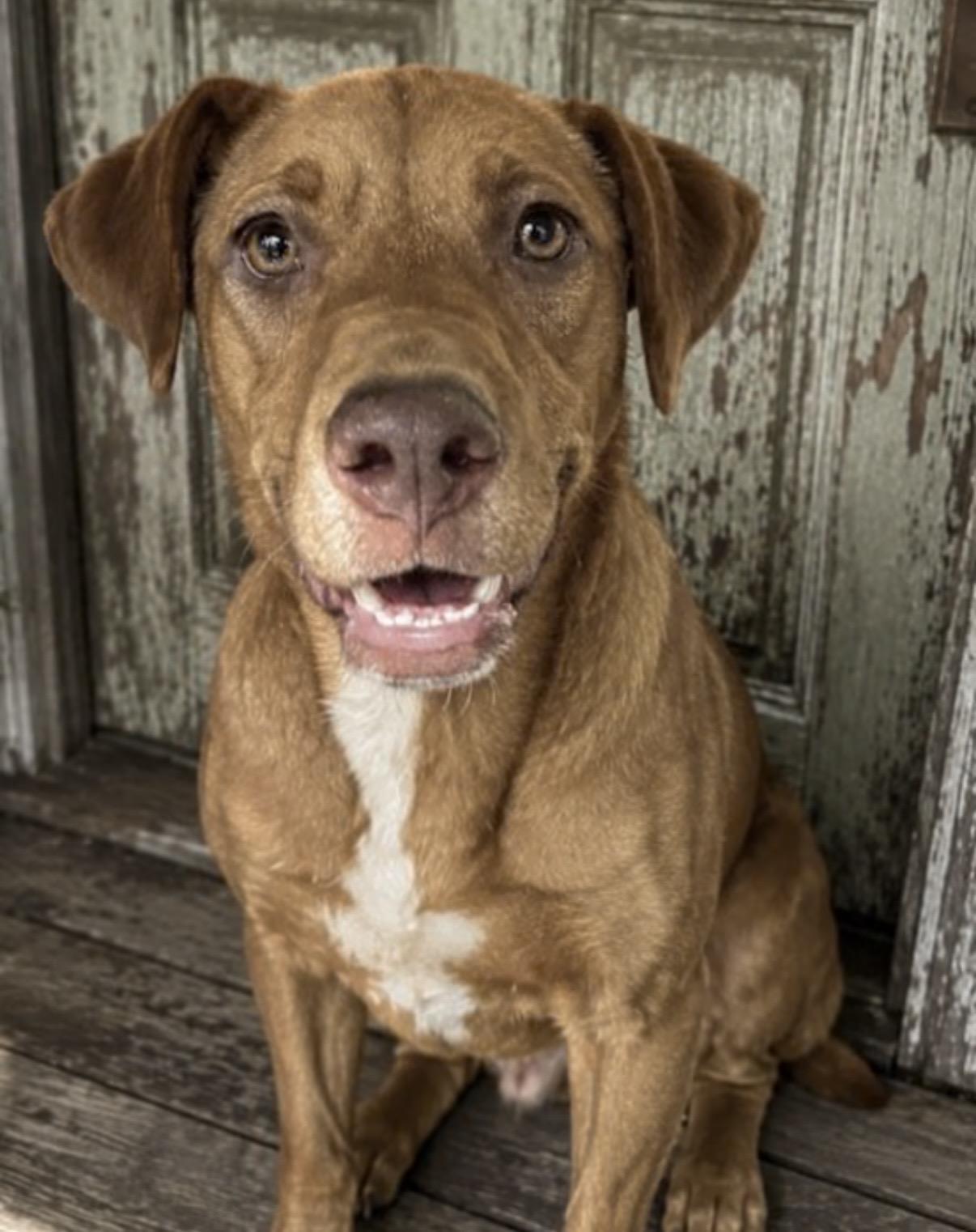 Enlarge Zip, a Adoptable mixed breed in Watertown, CT image 1/4