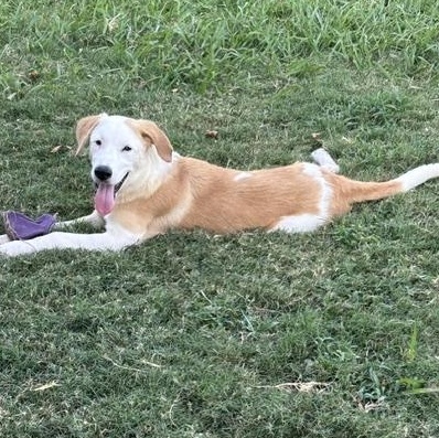 SNOOPY, Adoptable, Young Male Anatolian Shepherd.