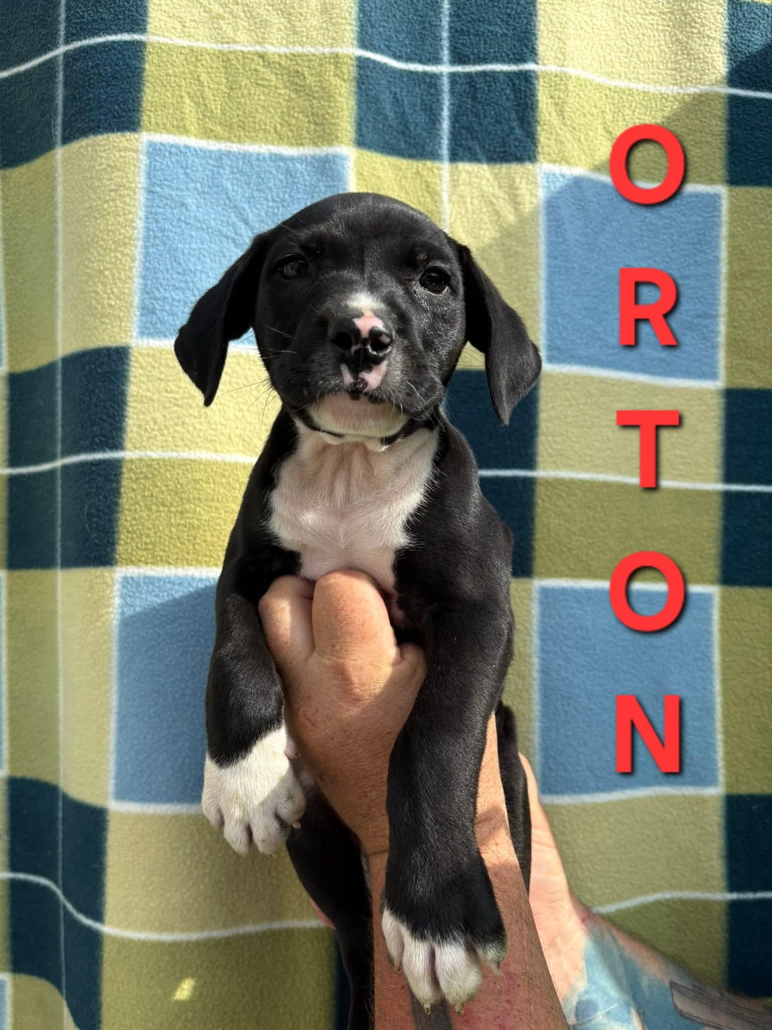 ORTON. tinycauseadopt@gmail.com