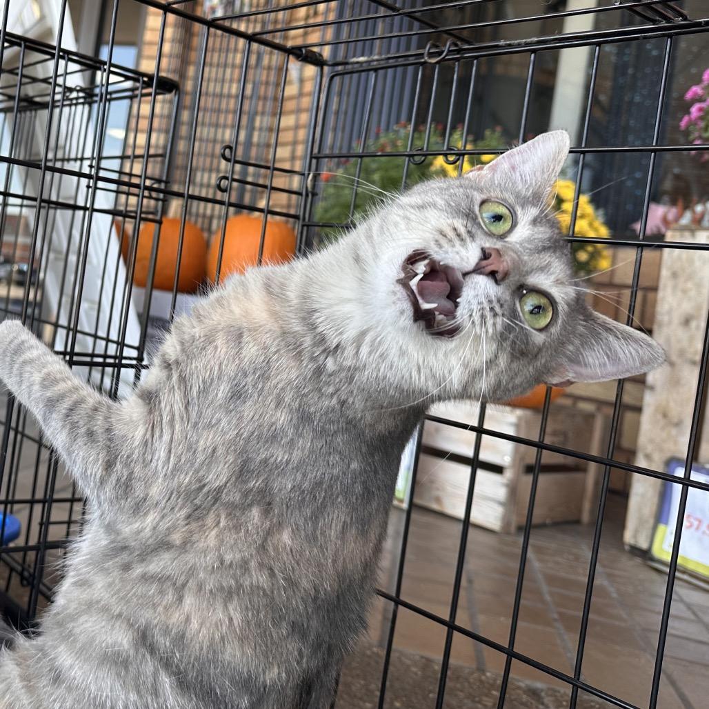 Misty, Adoptable, Adult Female Domestic Short Hair.