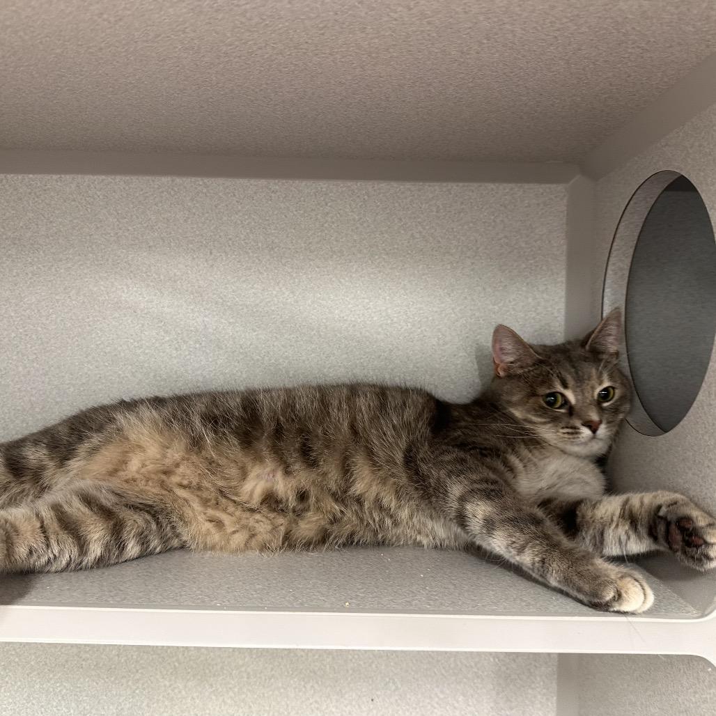 Enlarge Misty, a Adoptable Domestic Short Hair in Mount Vernon, IN image 2/6