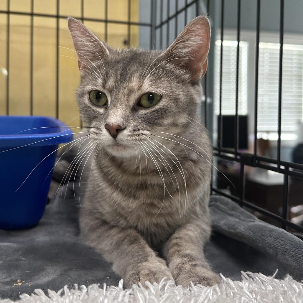 Enlarge Misty, a Adoptable Domestic Short Hair in Mount Vernon, IN image 3/6