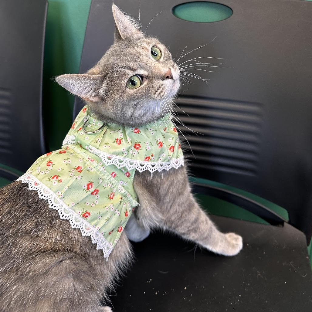 Enlarge Misty, a Adoptable Domestic Short Hair in Mount Vernon, IN image 4/6