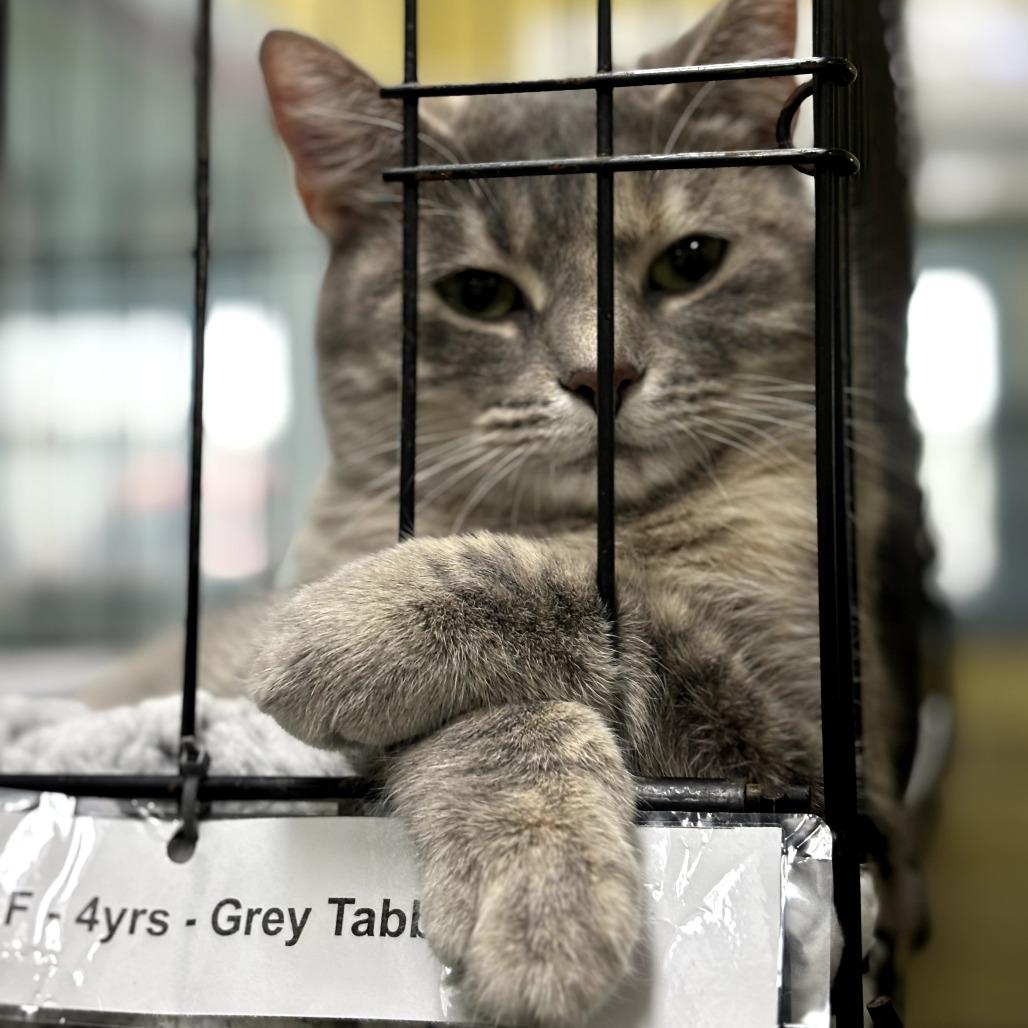 Enlarge Misty, a Adoptable Domestic Short Hair in Mount Vernon, IN image 5/6