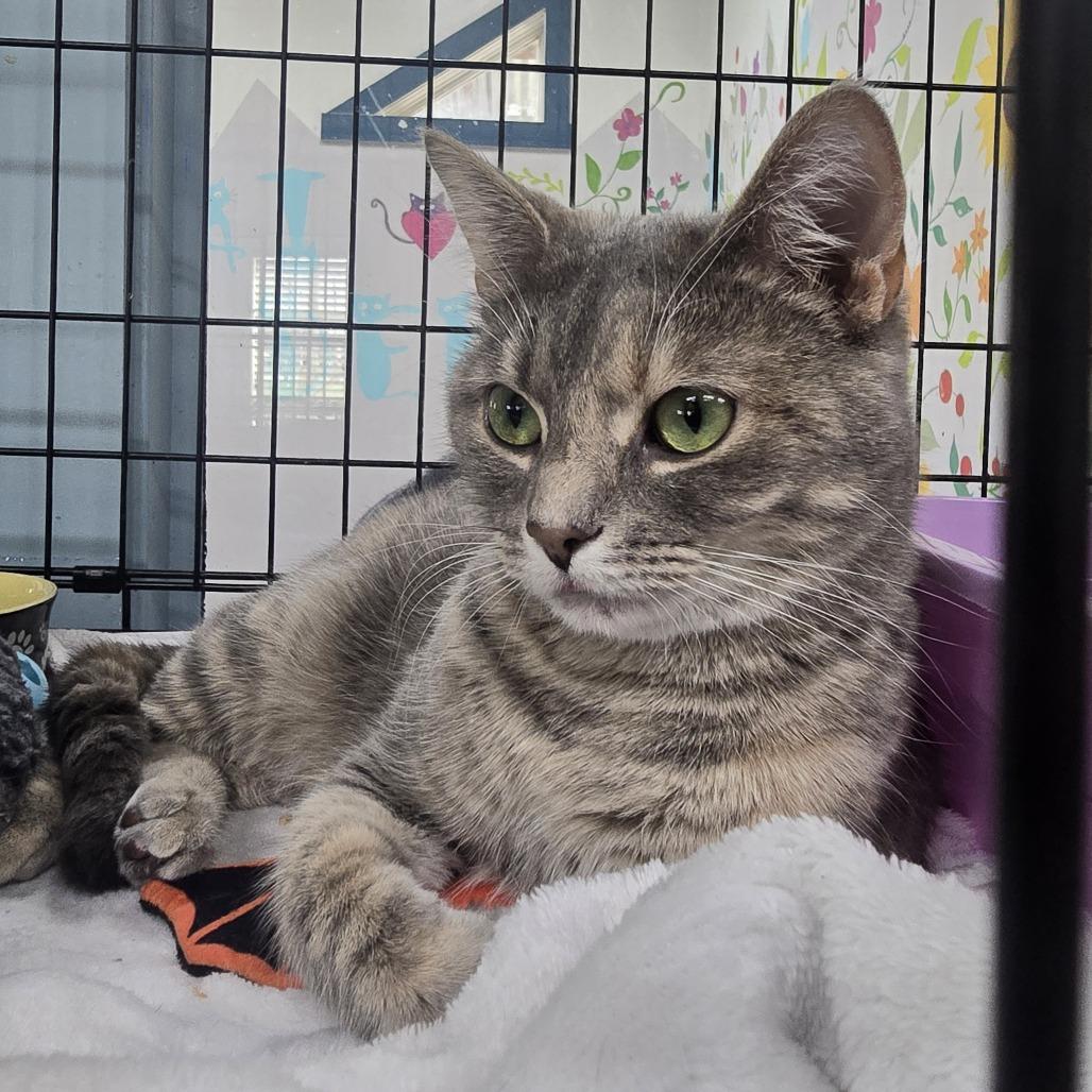 Enlarge Misty, a Adoptable Domestic Short Hair in Mount Vernon, IN image 6/6