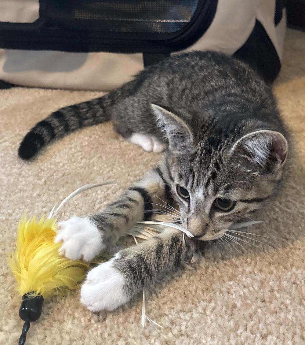 Ekko, a ADOPTABLE Domestic Short Hair in Dover, DE image 4/4