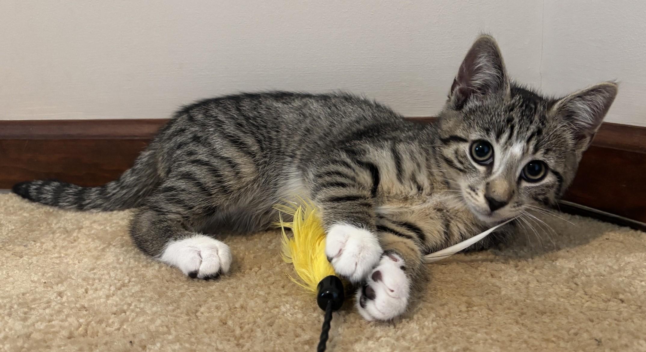 Ekko, a ADOPTABLE Domestic Short Hair in Dover, DE image 2/4