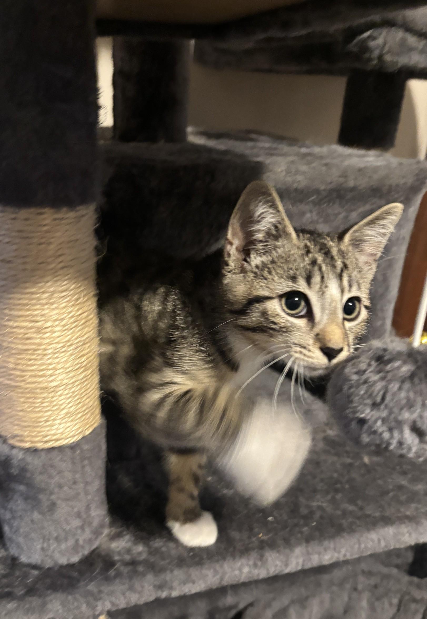 Ekko, a ADOPTABLE Domestic Short Hair in Dover, DE image 3/4